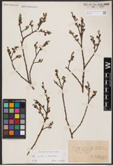 Salix aurita L. x Salix silesiaca Willd.